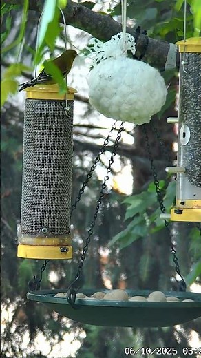 Female goldfinch gathers nest material!🌻