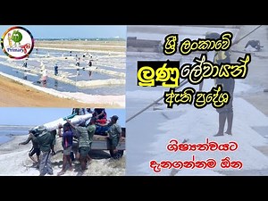 ශ්‍රී ලංකාවේ ලුණු ලේවායන් ඇති ප්‍රදේශ / srilanka 🇱🇰 saltern / salt /kids knowledge / primary අපි