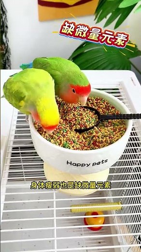 🐦 OMG! My Parrot Got Scared of This Brush 😂 | Funny Budgie Reaction
