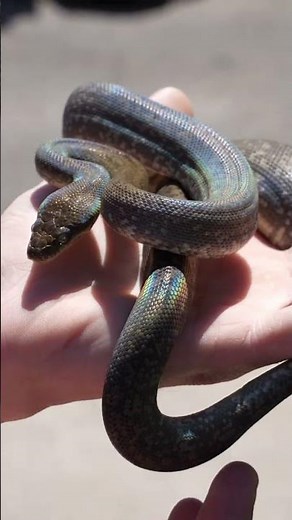 Macklot’s Python Available #reptilejunction #python #snakes #reptiles