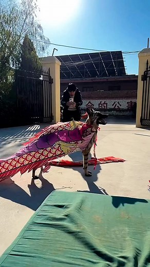 Skype dog WOW 🤯🤯 | Rahfjc gaming