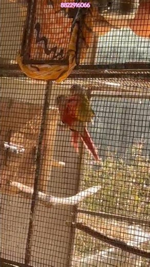 Conure bird breeding progress #breedingpair #birds #bird #parrot #pets #conure