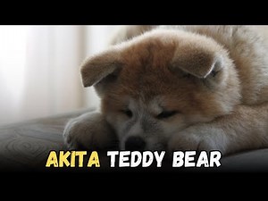 Akita dog that looks like a bear, Buying Cost, Diet, Care Sheet Guide for Beginners