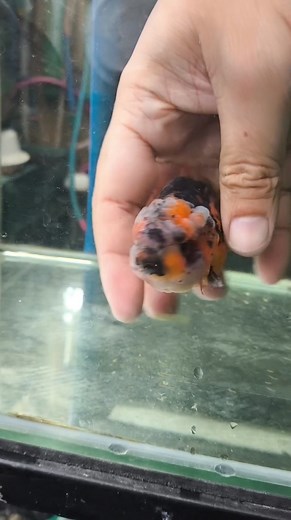 Another day, another wen trimming ✂️ #aquarium #goldfish #fancygoldfish #fishkeeping #ranchu #ranchugoldfish | 24K Ranchu Goldfish