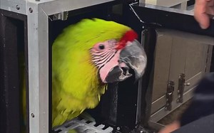 参加Free Fly活动 - Military Macaw #鹦鹉 #金刚鹦鹉