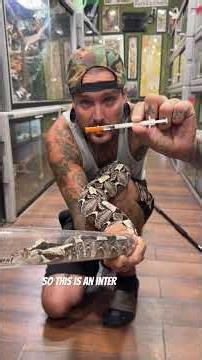 MEDICATING the DEADIEST SNAKE in my Collection 😳 💉 The Hybrid Gabino Viper 🔥