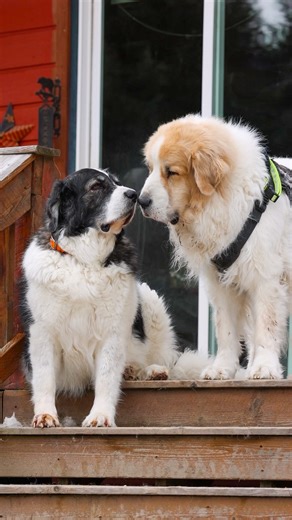 Pyrenean Mastiff (noun): professional napper, expert cuddler, and full-time ranch guardian (when not napping). 🐾 Every day’s their day, but we’ll make this one extra official. Happy International Day of the Pyrenean Mastiff! ❤️ #pyreneanmastiff #mastindelpirineo #gentlegiant #bigdogenergy #cuddleexpert #dogsofinstagram #doglovers #doglife #pawfectday #ranchdogs #ranchlife #herdguardian #doggo #dogsoftheday | Three Bandit Ranch