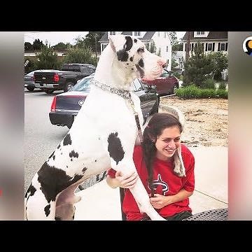 Great Dane Dog Pouts Until Mom Gives Him A Morning Hug - KERNEL | The Dodo