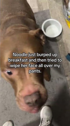 @ronni_and_noodle: Have a great weekend 😊 #dog #pets #dogvideos #funnydogs