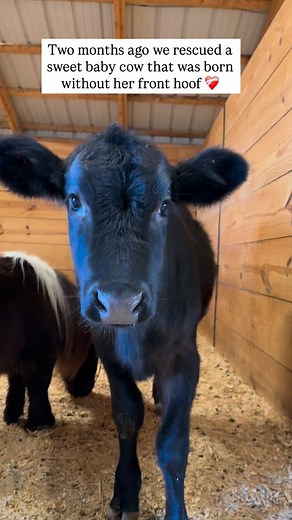 31K views · 1.4K reactions | Cloverbell 冀 We rescued this sweet...