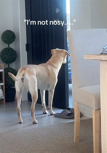 Dealing with Noisy Neighbours: Effective Strategies