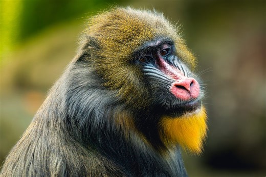 What's the biggest monkey in the world? Clue – it comes equipped with fearsome canine teeth that are amongst the longest of any primate | Discover Wildlife
