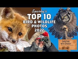 Sparky's Favorite Wildlife & Bird Photos 2022 Top Tens: bird photography