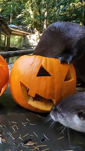you otter see this 🎃 | Oregon Zoo