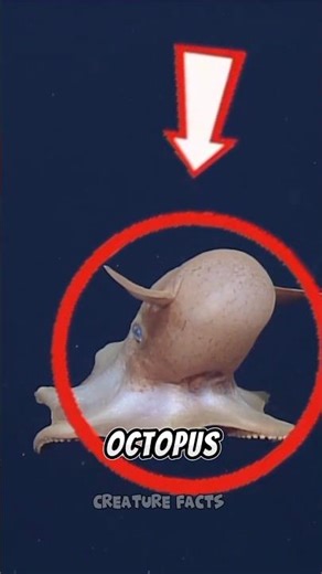 Cute Deep-Sea Dumbo Octopus 🐙 | Amazing Ocean Animal Fact #shorts