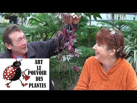 Garden Chain: How to Water and Cut a Tradescantia zebrina: Green Plant