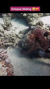 9.2K views · 241 reactions | octopus mating 錄 #octopus #octopuslove #scubadiving #mating #holiday #seacreatures #followandshare | Red Sea Diving | Facebook