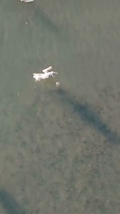 Murrells Inlet, where Lowcountry adventure was born 🌾 Let's go: https://bit.ly/hammockcoast. 🎥: @rwdronephotography Supported by Discover South Carolina | South Carolina's Hammock Coast
