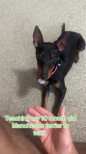 Smartest Manchester Terrier Training Tips