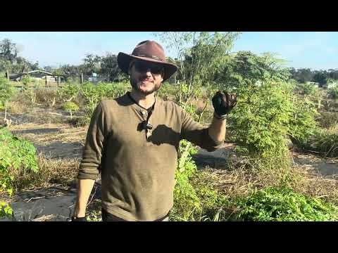 USA Moringa Farming | Tampa, Fl