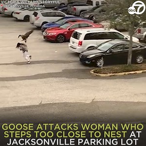 106K views · 1.5K reactions | A Canadian goose swooped down on an unsuspecting woman at a parking lot who apparently got too close to its nest! The woman who took the video said the goose attacked her supervisor as he walked into the building and she wanted to “see if it would happen again.” 閭 https://abc7.la/3rDHuB6 | ABC7 | Facebook