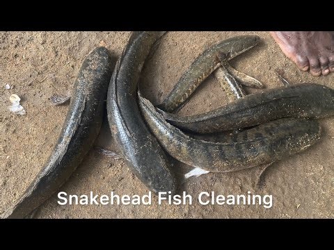 How to Clean Snakehead Fish with hand #fishing #youtube #feed