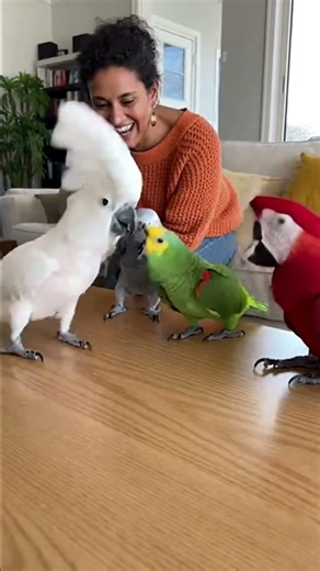 Dance Has No Volume Control