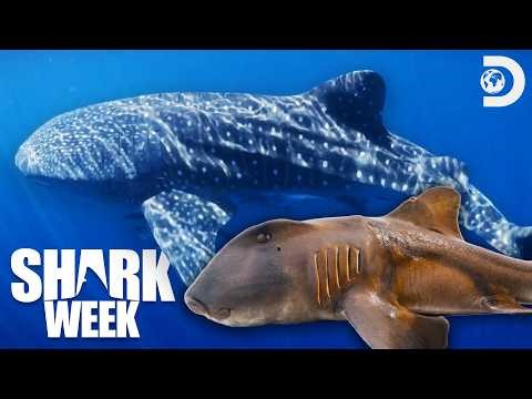 The World’s RAREST Sharks | Shark Week | Discovery