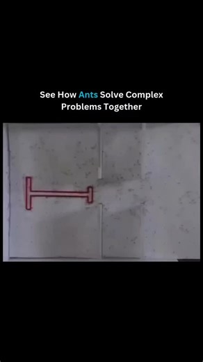 Mark Lenox on Instagram: "Ants are often underestimated as mindless insects, but research shows their behavior is anything but simple. While an individual ant follows basic rules, an entire colony can tackle surprisingly complex tasks through cooperation and local communication. There’s no leader and no central control—everything emerges from interactions between many individuals. Ants coordinate mainly through pheromone trails, touch, and environmental feedback. When searching for food, they la
