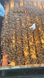 23K views · 453 reactions | Honey bees  #canada #bee #honey | Beekeeper in Canada | Facebook