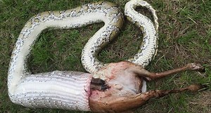 GRAPHIC: Python Swallows a Deer in Southern Florida