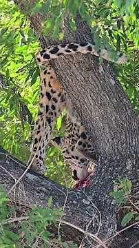 Young Male Leopard feeding on Impala antelope in Kruger National Park with B1 Photo Safaris