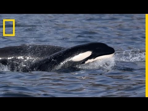 Des orques chassent une baleine à bosse
