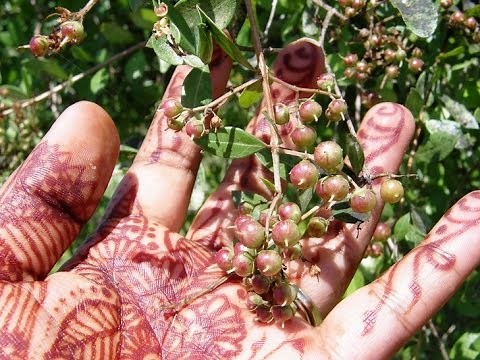 How to grow Henna (Mehandi) plant & Uses