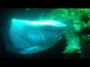 Finding Nemo 2003 Bruce the Shark Chase