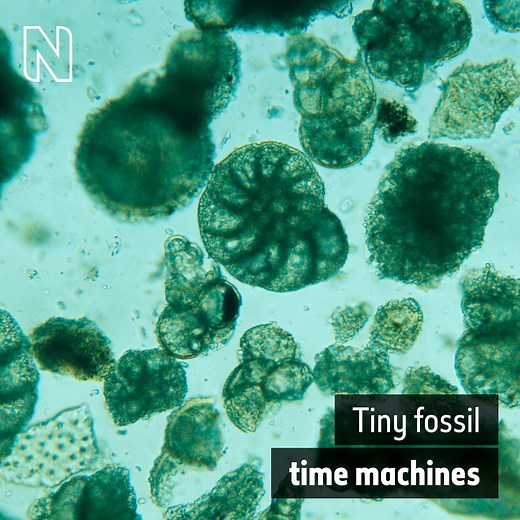 Microfossils may be tiny, but they can be a useful tool for scientists that want to learn about climate change in the past and present. 🐚 #FossilDay | Natural History Museum, London