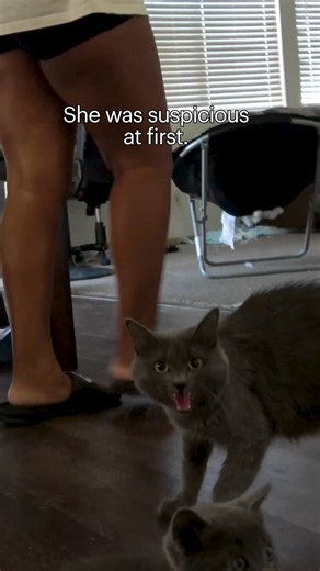 This abandoned cat picked the right backyard for giving birth. The Good Samaritan who lived in that house was so kind to invite the whole family into her house, and then she called Hope For Paws for help so they can all find loving forever homes. 💝 Full video: https://www.youtube.com/watch?v=qnYBOmTv_9U Please join our team with a small donation and help us save more lives: https://www.HopeForPaws.org - Thanks! 🙏 | Hope For Paws