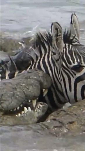 Hundreds of Crocodiles Brutally Attack Zebra Masai Mara River Crossing Migration |Crocodile Distroy