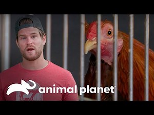 Visitan galpón de gallos de pelea | Refugio en el granero | Animal Planet Latinoamérica