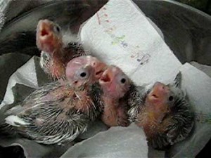 Baby Cockatiels Crying for Food - so cute!!!!!