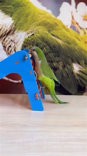 Cockatiel shows off amazing intelligence. | New York Post