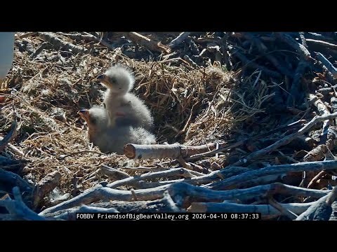 FOBBVCAM Eagles 🦅 Heads No Longer Bobbling 😵‍💫Chicks Mind Manners for Dad Shadow 🐥🐥 2026 Apr 10