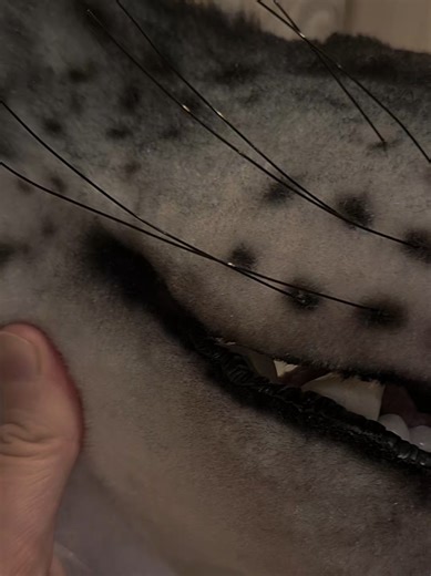 I love that silly mustache!! :0 She will go to my favorite @Quadrobics , who has already ordered 4 masks from me 💕 #therian #theriantropy #alterhuman #quadrobics #theriantiktok #mask #cosplay