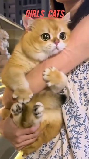 GIRLS CATS🥰 VS BOYS CATS😈