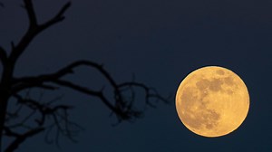 The November full moon will be spectacular. Here's why it will be brighter, bigger