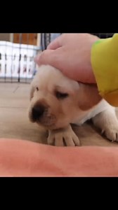 8.1K views · 199 reactions | Why doesn't a mother dog love her | Classic Cartoons | Facebook