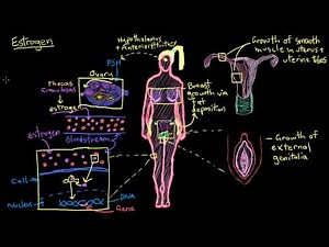 Khan Academy - Hey, it's Estrogen!
