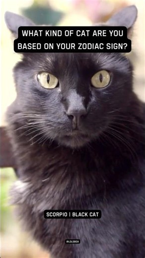 What Kind of Cat Are You Based on Your Zodiac Sign? Scorpio | Black Cat