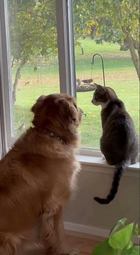 Dog and cat watch birds together