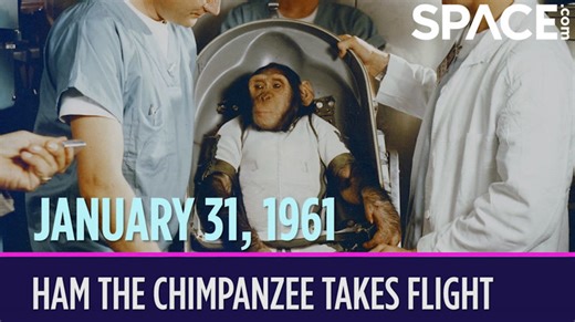 OTD in space - January 31: Ham the chimpanzee takes flight
